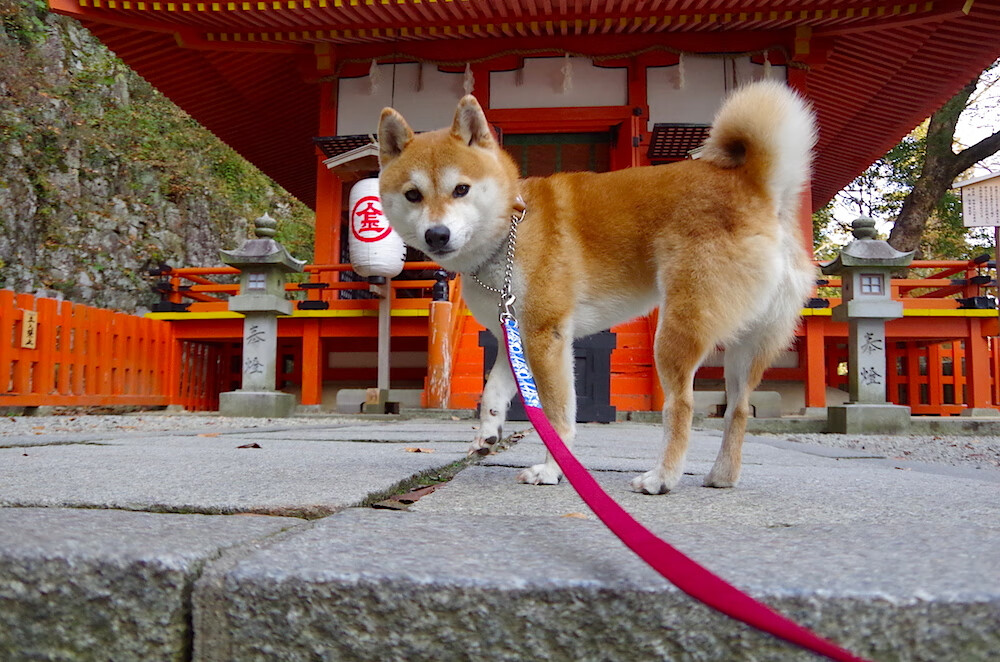 mk体育现在-德甲青训体系中前锋技术培养最佳案例，德甲青训体系中前锋技术培养最佳案例分析