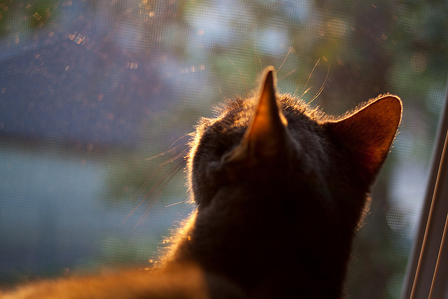 mk体育下载-意甲青训营引入心理韧性训练促进球员压力管理，意甲青年队