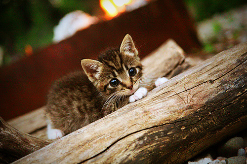 mk体育下载-意甲青训营引入心理韧性训练促进球员压力管理,意甲青年队