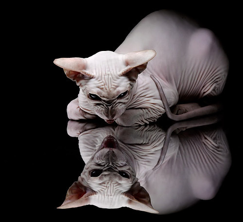 mk体育官方网站-球队精神：赓续的冠军文化传承，球队精神达到90