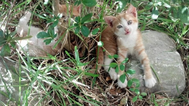 mk体育网页-中场球员横向移动距离是否影响球队换边质量，中场球员多用什么阵型