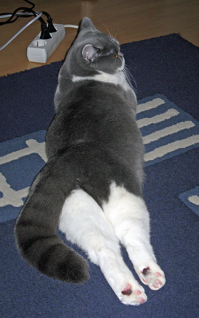 mk体育平台网页版入口-博卡小将初露头角，表现积极，博卡坦百度百科