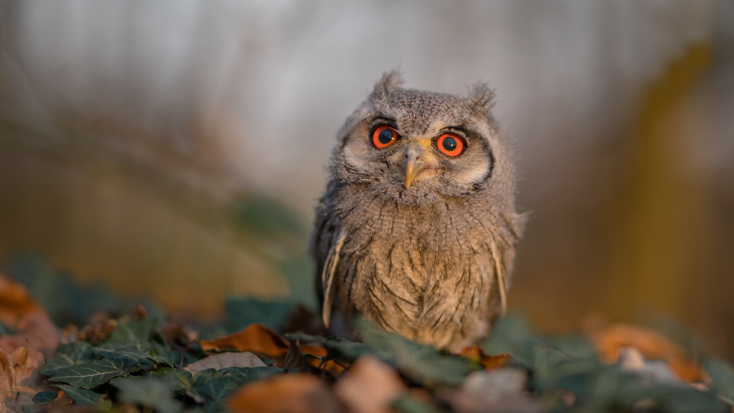 体育mk-城市马拉松赛事带动本地文旅融合发展，城市马拉松带来的福利已然超越了