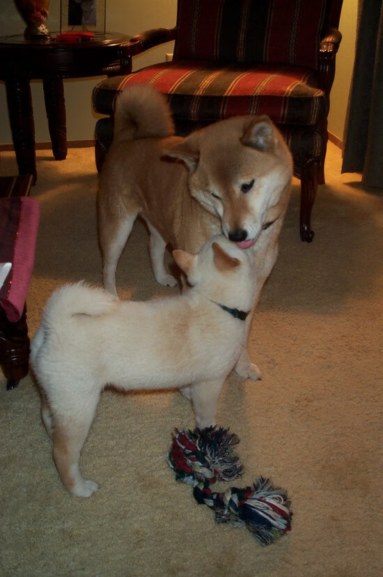 mk体育全站-职业联赛竞争激烈度不足的问题,职业联赛比赛规则