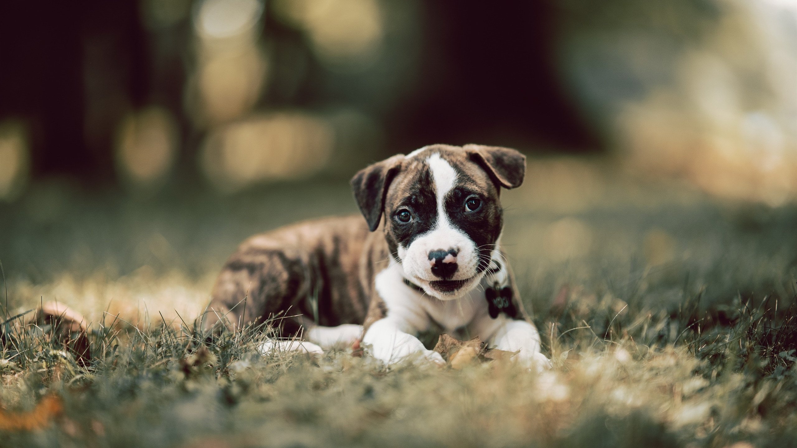 mk体育平台登录入口-弗朗索瓦·霍尔茨豪伊泽:南非队背后英雄,一手掌控攻防节奏,弗郎恩霍夫