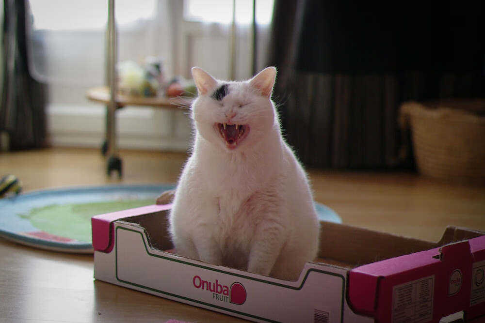 mk体育app下载-新西兰女子队征战世界赛场，未来前景广阔，新西兰女子联赛