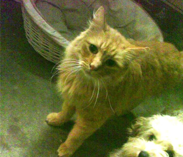 mk体育app下载-新西兰女子队征战世界赛场,未来前景广阔,新西兰女子联赛